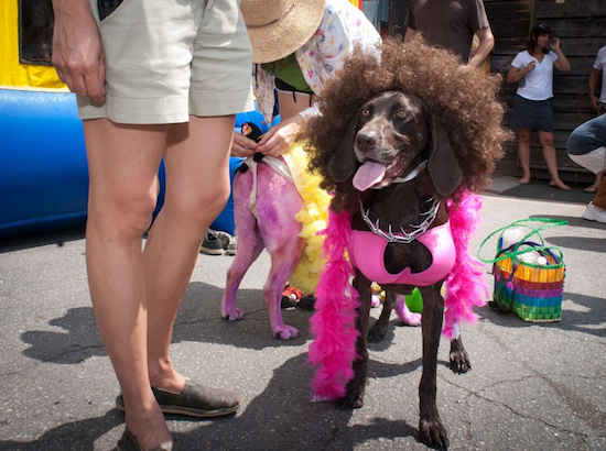A dog dressed up as Leslie Cochran, wearing a hot pink bra, a hot pink feather boa, and a brown curly wig