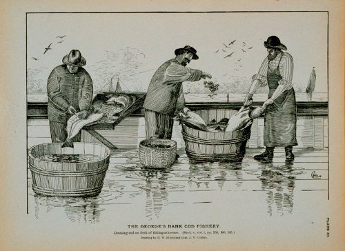 Historical illustration of works dressing cod on docks
