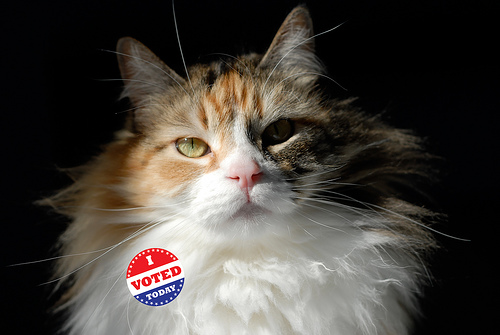 cat with "I Voted" sticker