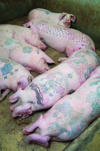 Tattooed Pigs