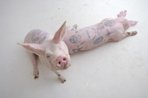 Tattooed piglets