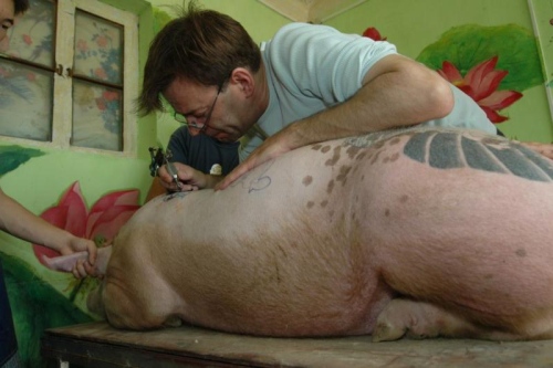 Pig being tattooed