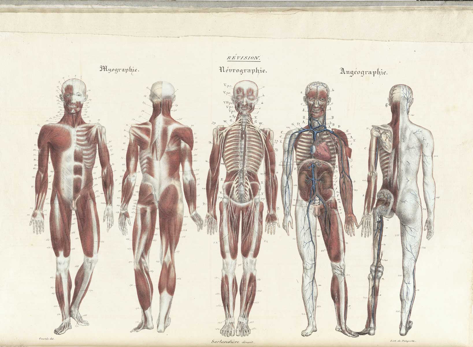 historical atlas of anatomy
