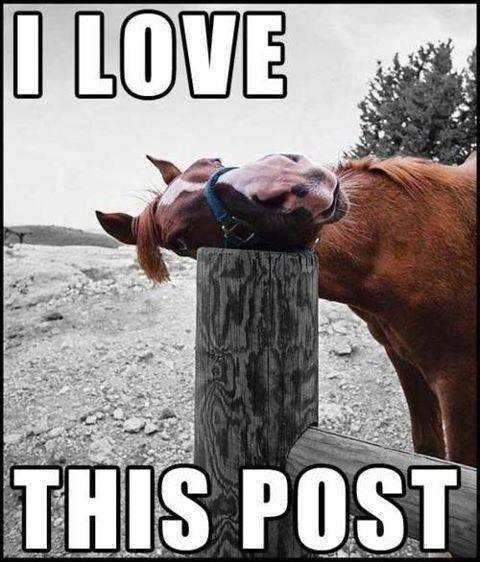 A horse lays his head lovingly on a wooden post. The caption reads: I love this post."