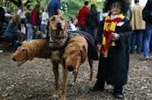 dog and child in joint harry potter costume