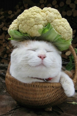 white cat sleeping in basket with vegetable on head