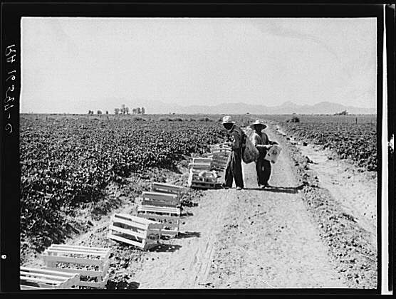 Mexicans picking cantaloupes one mile north of the Mexican border. Imperial Valley, Califoria. 6:00 a.m. This is highly skilled labor.