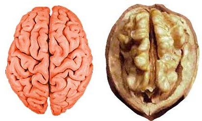 Walnut brains