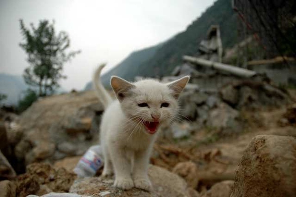kitten meows on earthquake wreckage