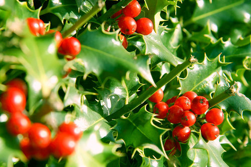 Close up of holly bush:  sharp pointed leaves and red berries