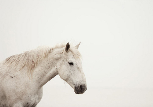 white horse against a white sky