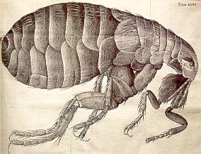 Hooke Micrographia