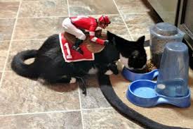 cat in jockey costume