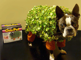 dog in chia pet costume